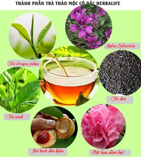 Các thành phần trong trà thảo dược Herbalife